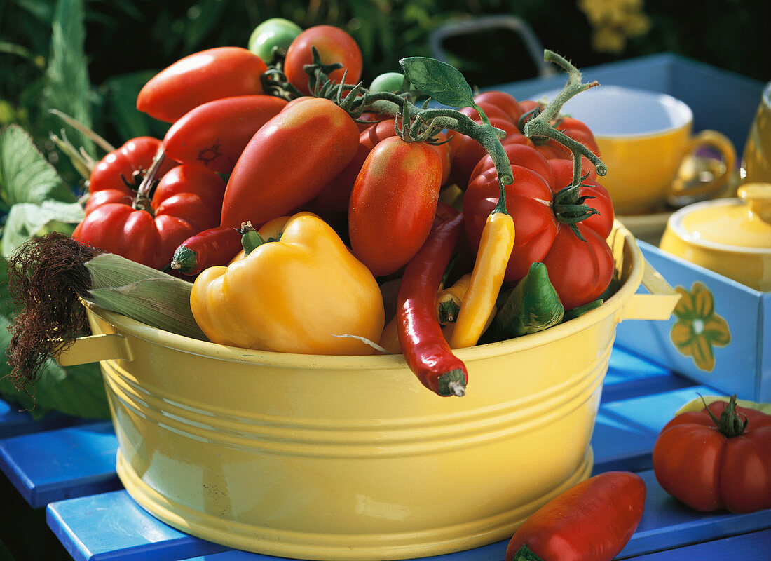 Frisch geerntete Tomaten, Paprika- und Chilischoten und Mais