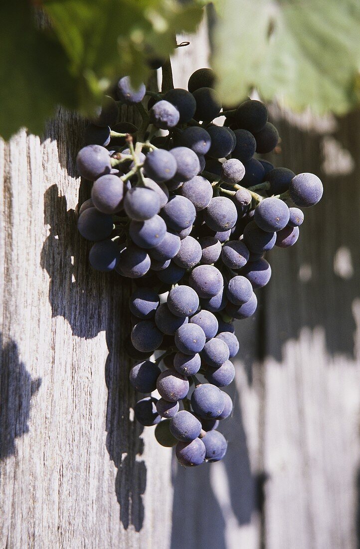 Black grapes against wooden planks