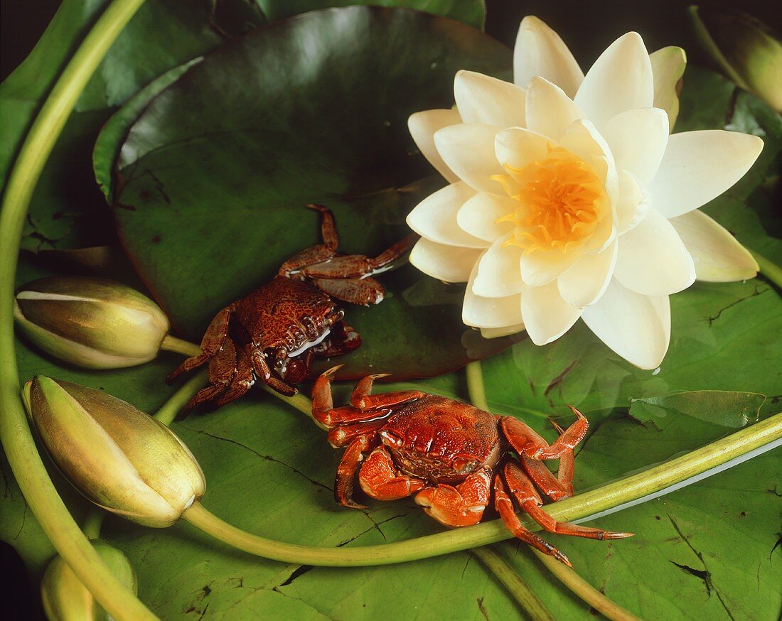 Crabs in pond with water lilies (Indonesia)