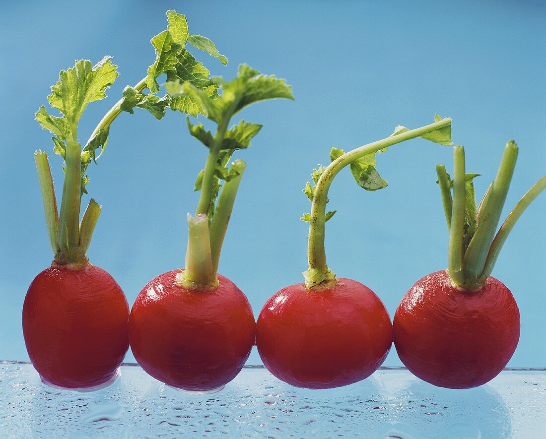 Four radishes against blue background