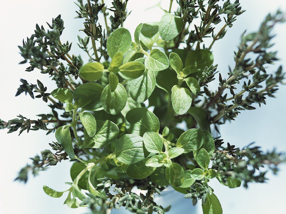 Marjoram and thyme