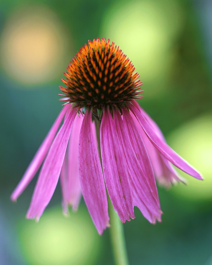 Sonnenhut (Echinacea) im Freien