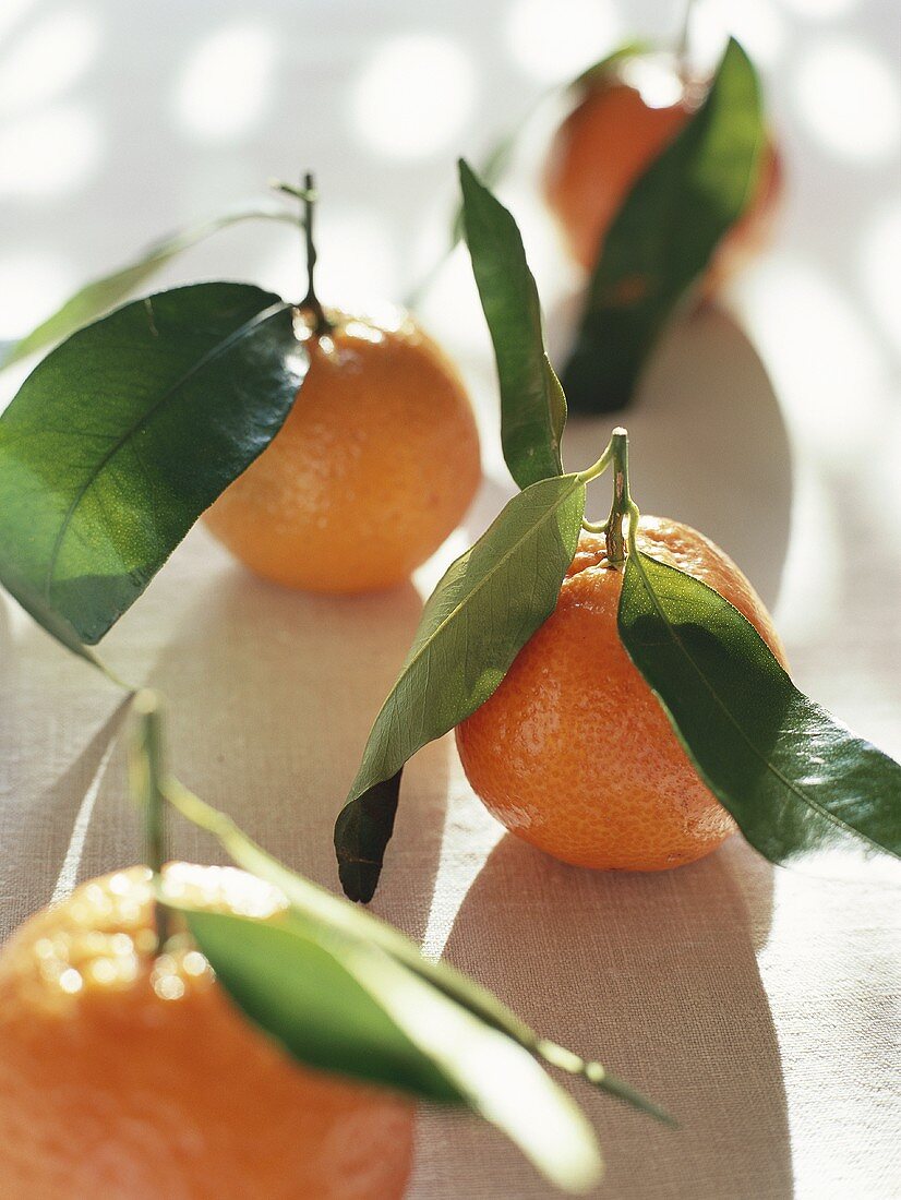 Mandarin oranges with leaves