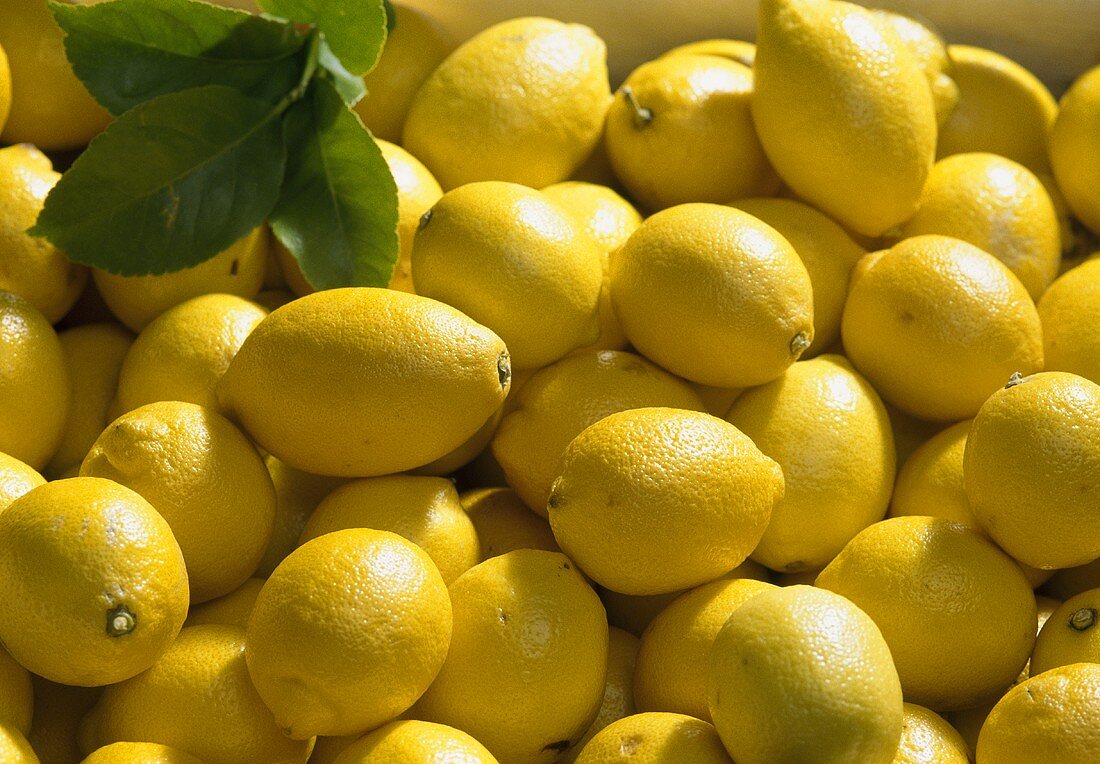Primofiori lemons (Citrus limon)