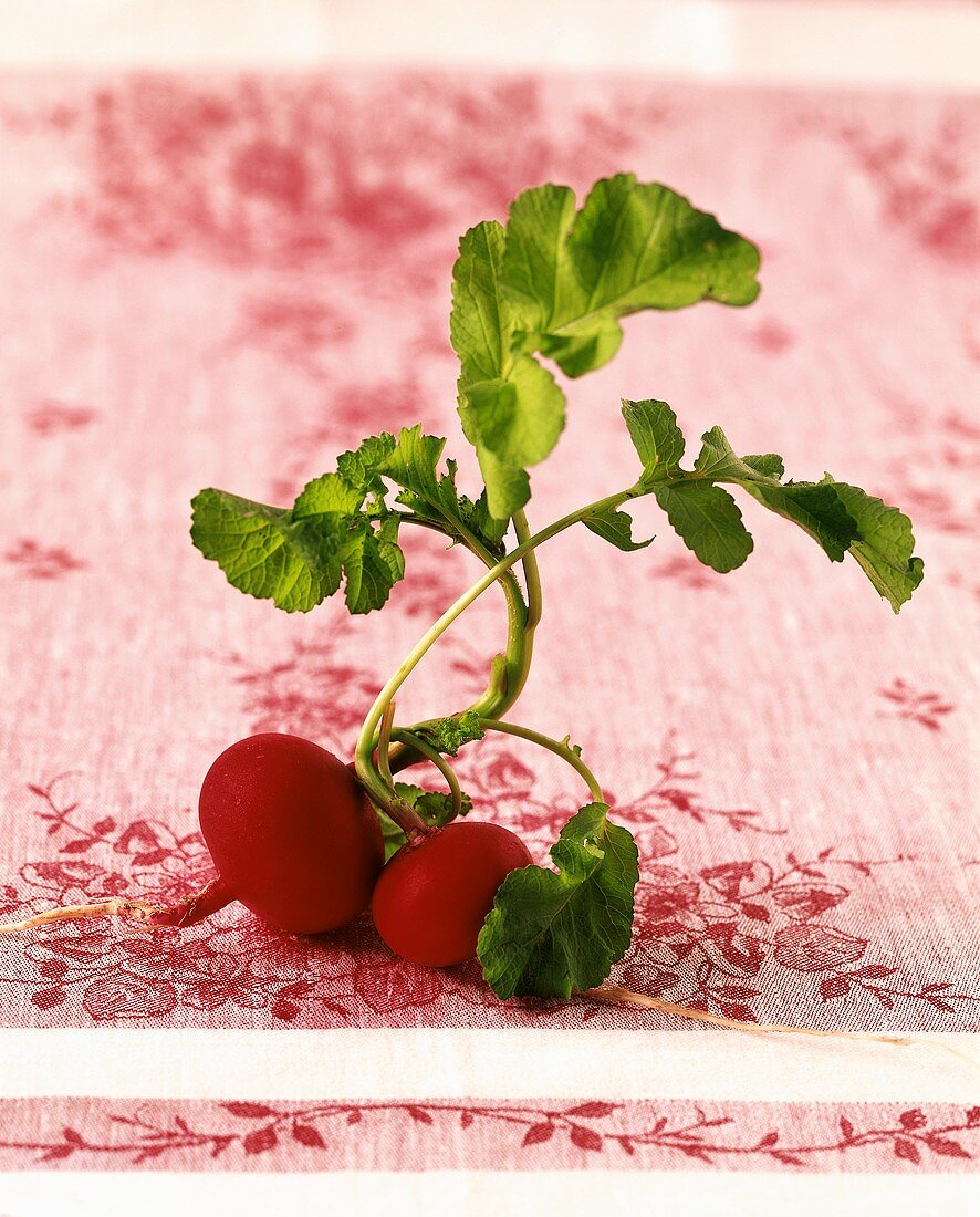 Two radishes with leaves