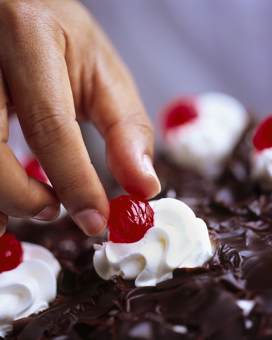 Eating cherry from Black Forest cherry gateau