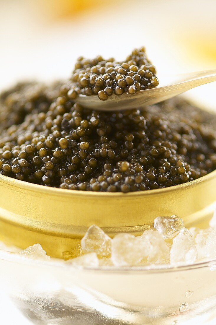 Kaviar in der Dose mit einem Löffel