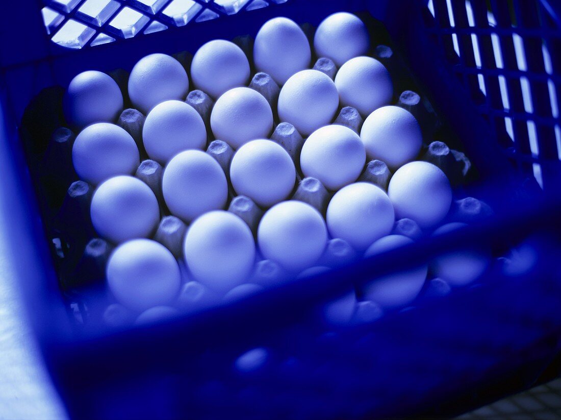 White eggs in egg box in blue crate
