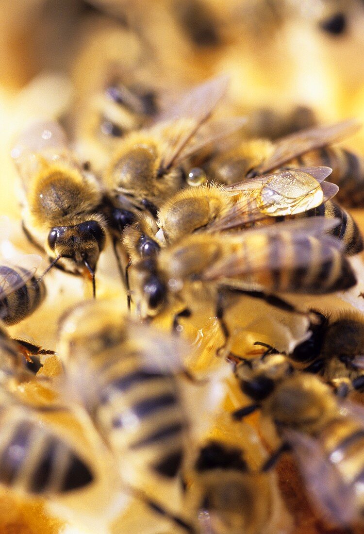 Bees on a honeycomb