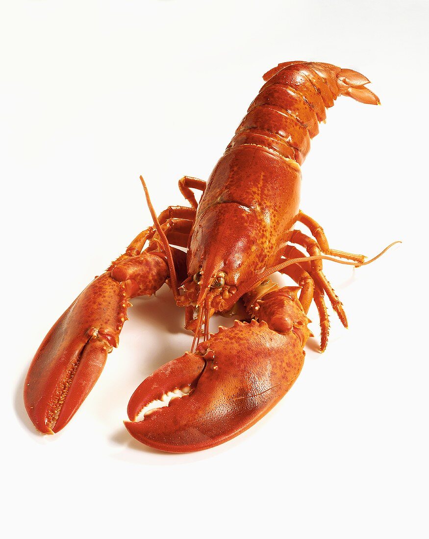 A boiled lobster