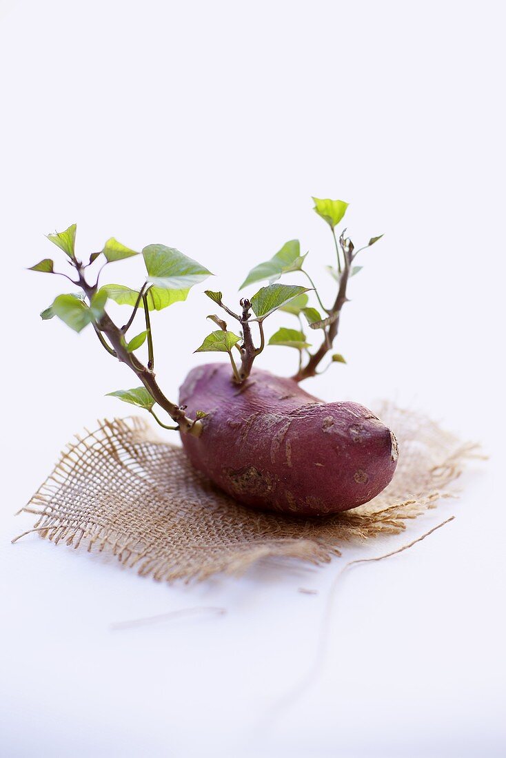 Sweet potato with shoots lying on hessian