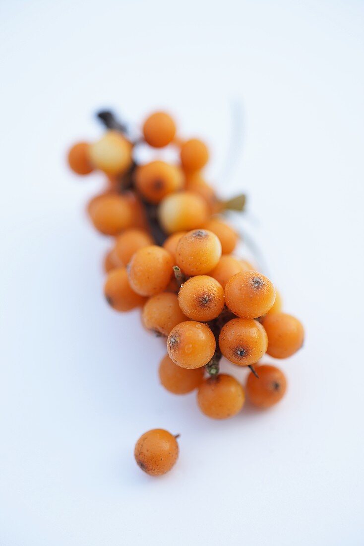 Sea buckthorn twig with berries