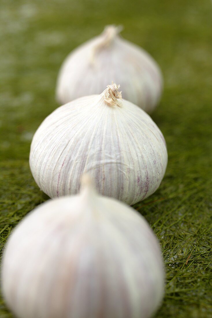 Garlic bulbs