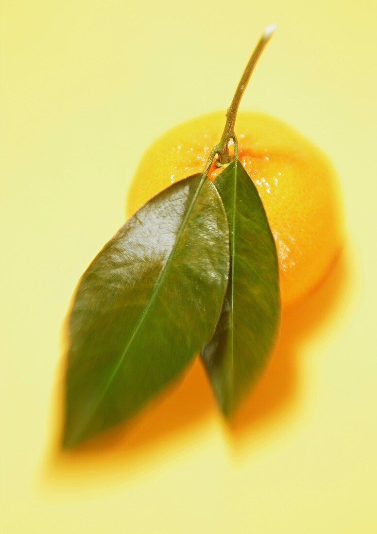 Mandarin orange with two leaves