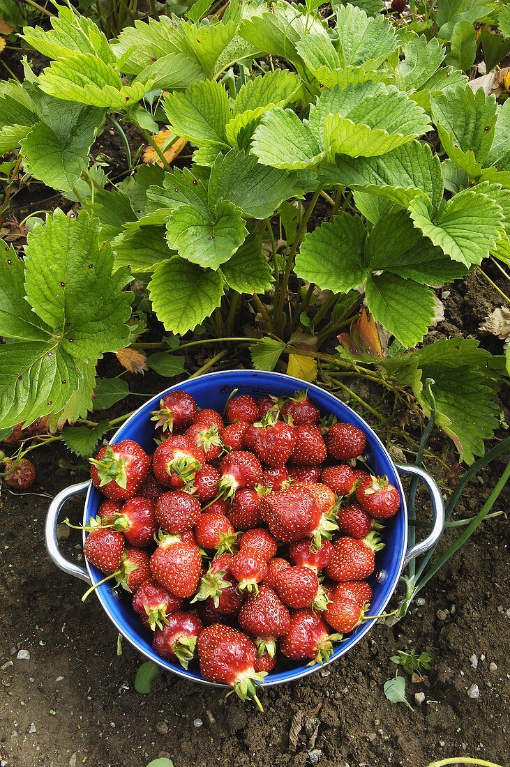 Strawberries in a colander in the field