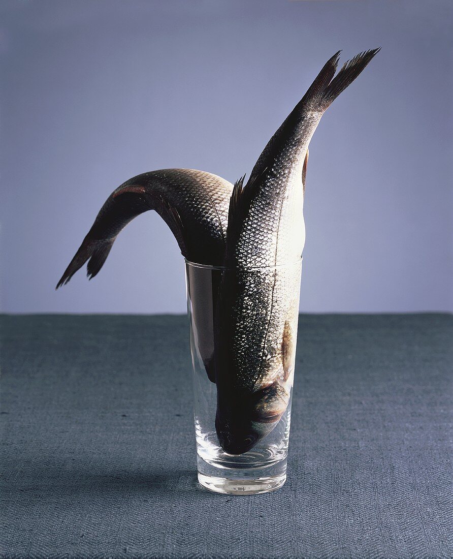 Sea bass in glass