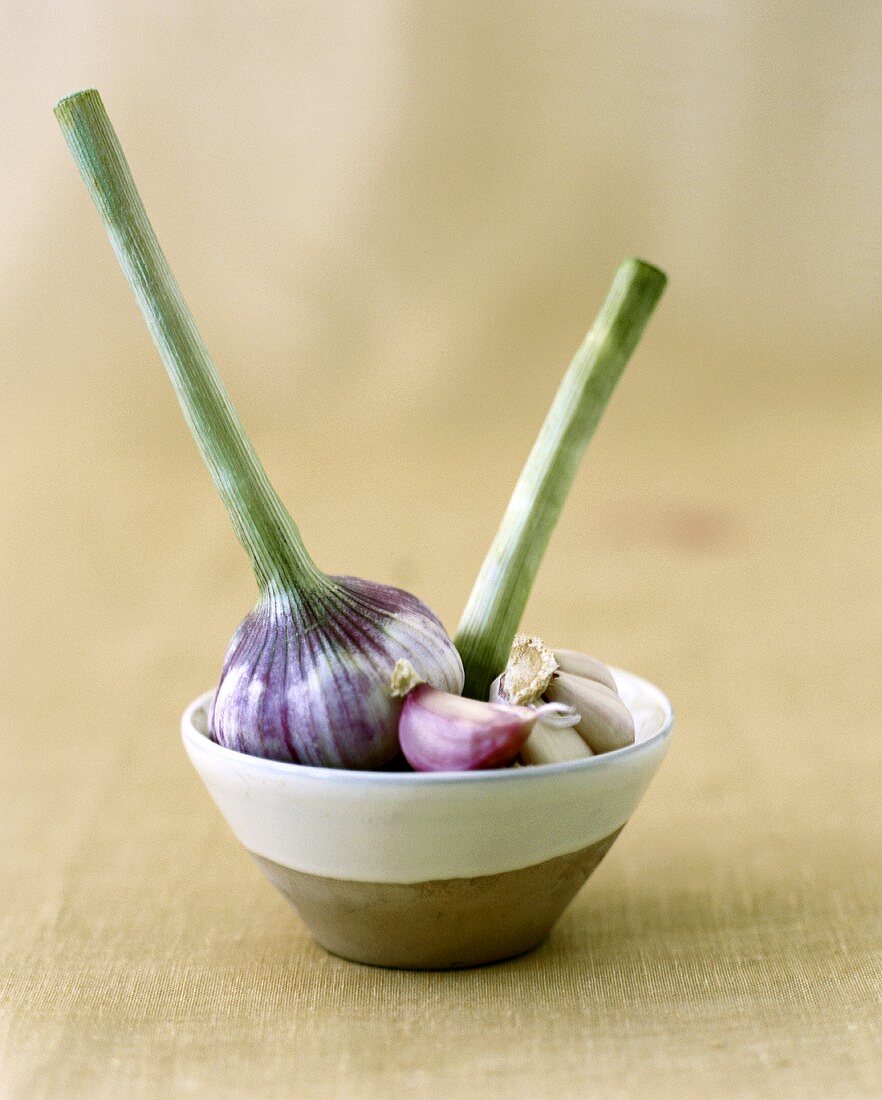 Garlic