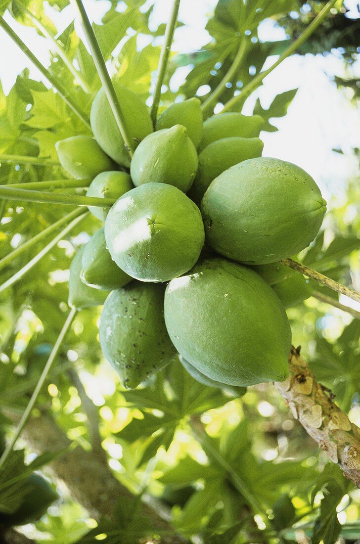 Papayas on the tree