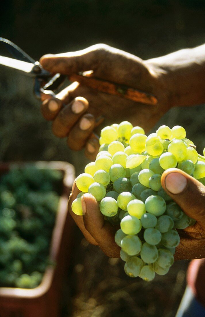 Picking Chardonnay grapes, Thelema Winery, Stellenbosch, S. Africa