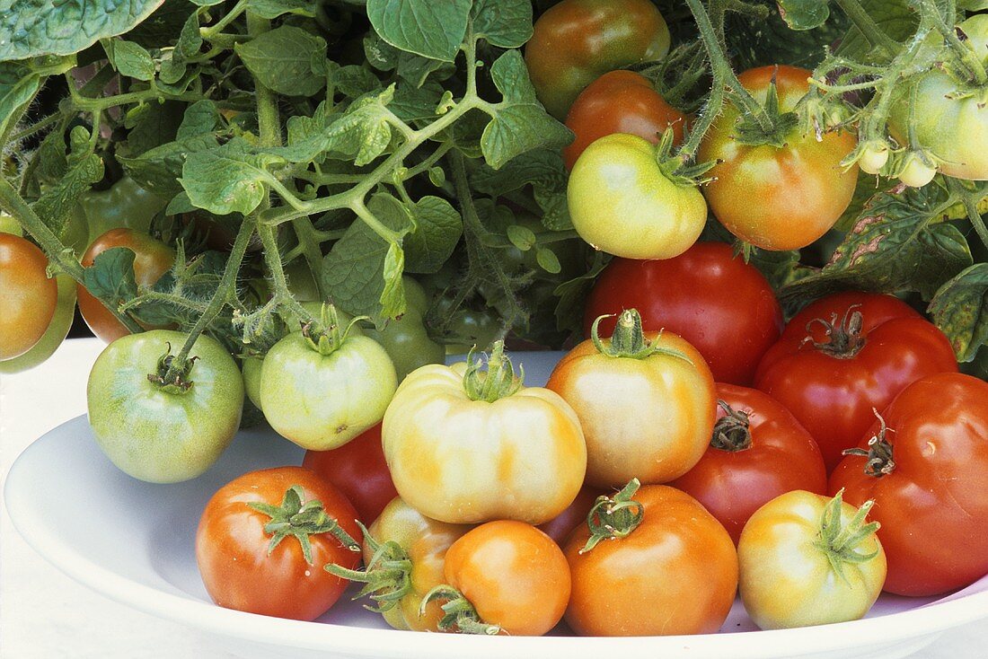 Bio-Tomaten auf Teller und an der Pflanze