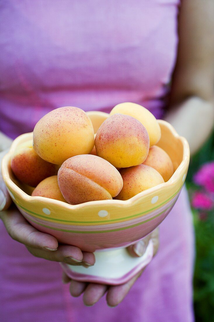 Hands holding a bowl of apricots