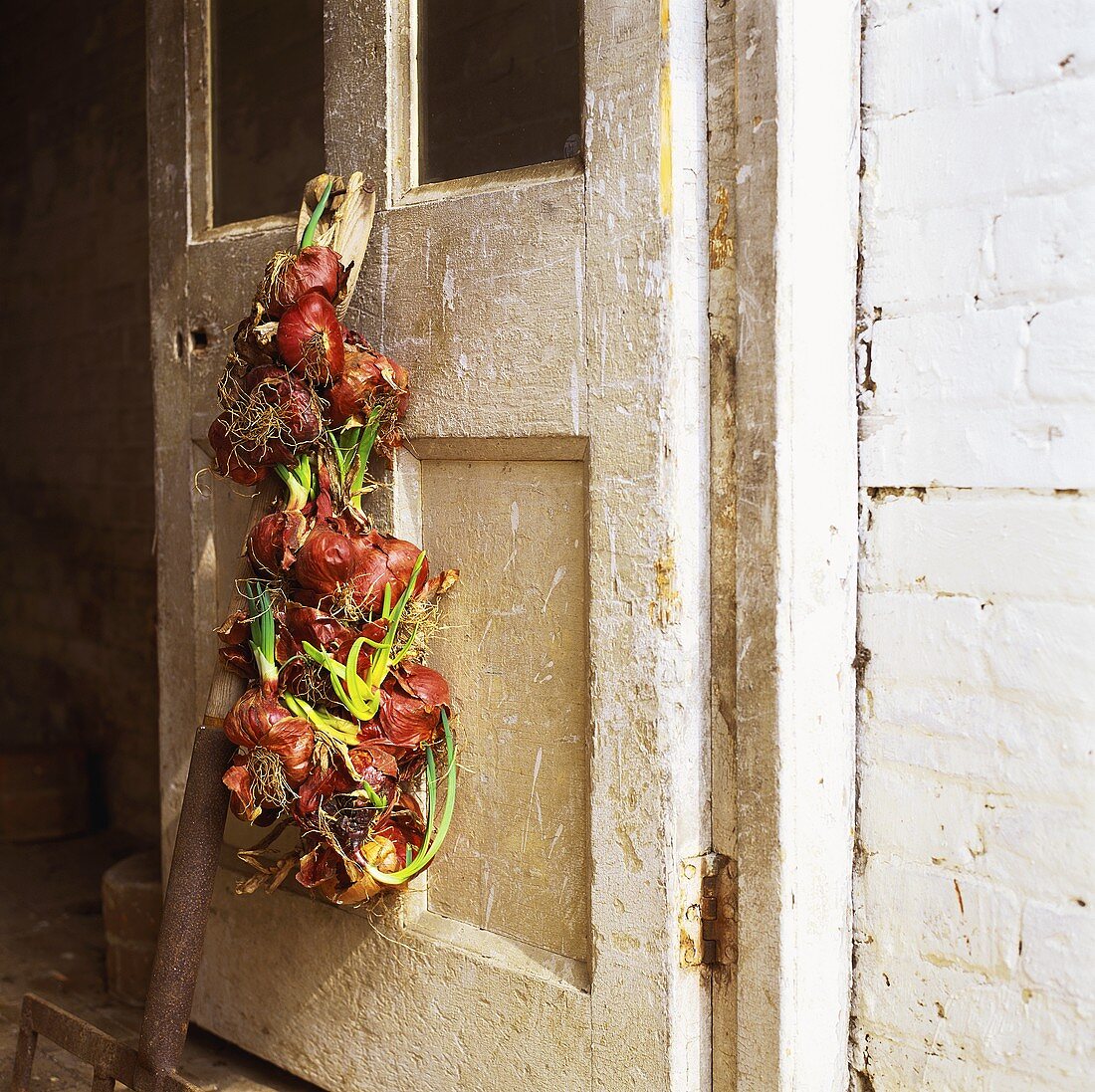 Red onions hanging on old door