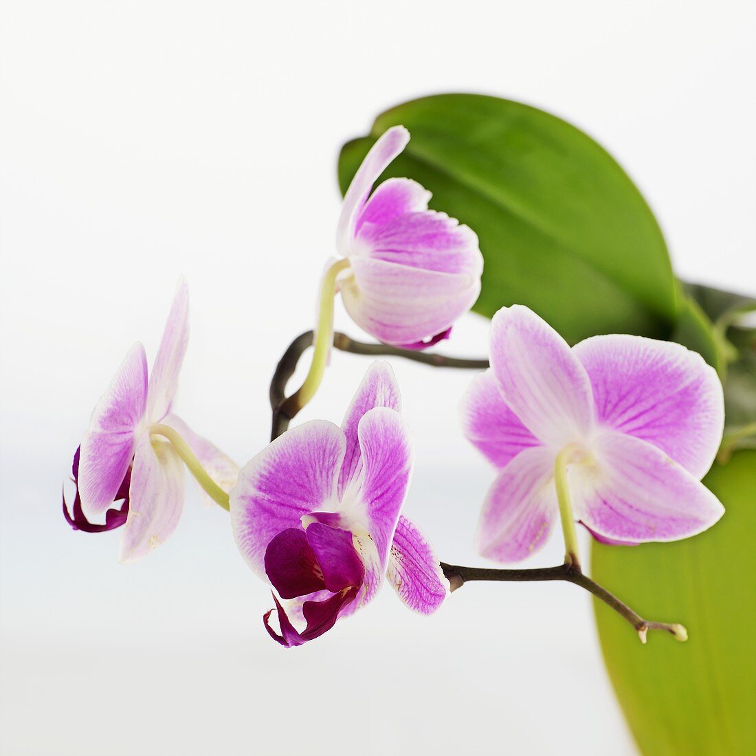 Pink orchid with white background