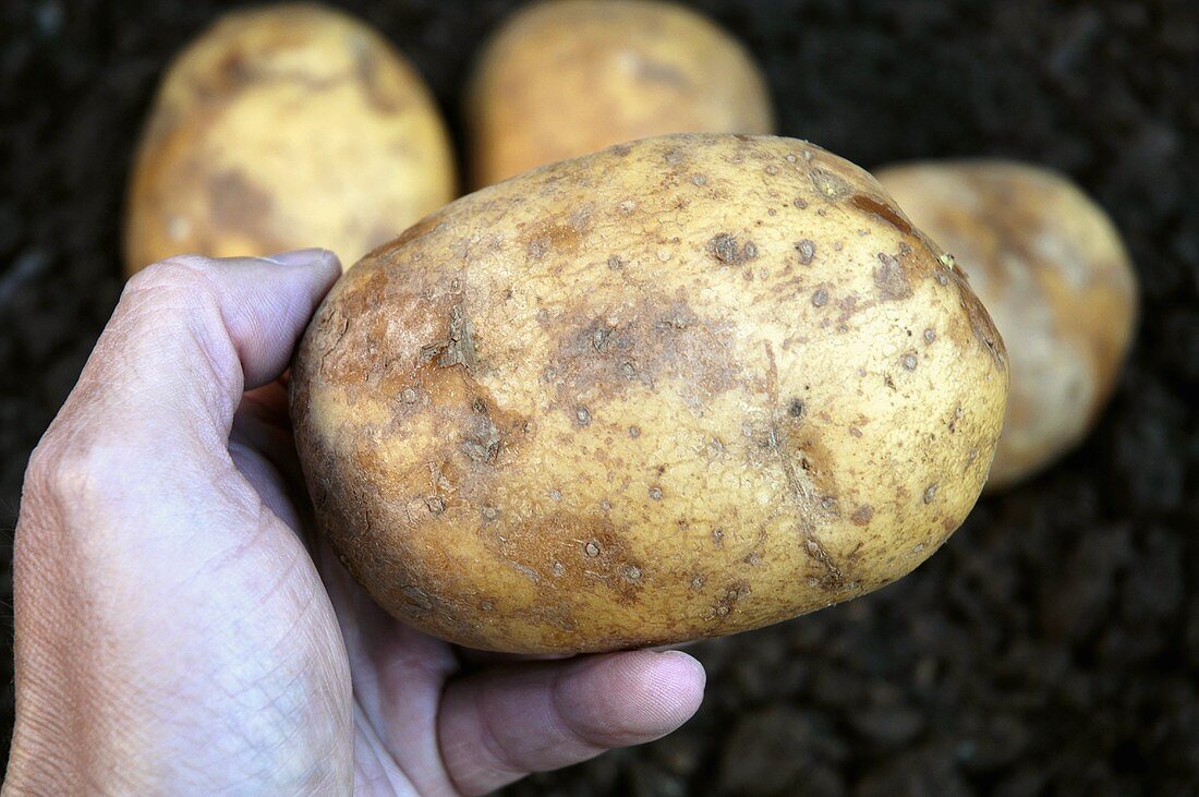 Hand Hält eine Kartoffel