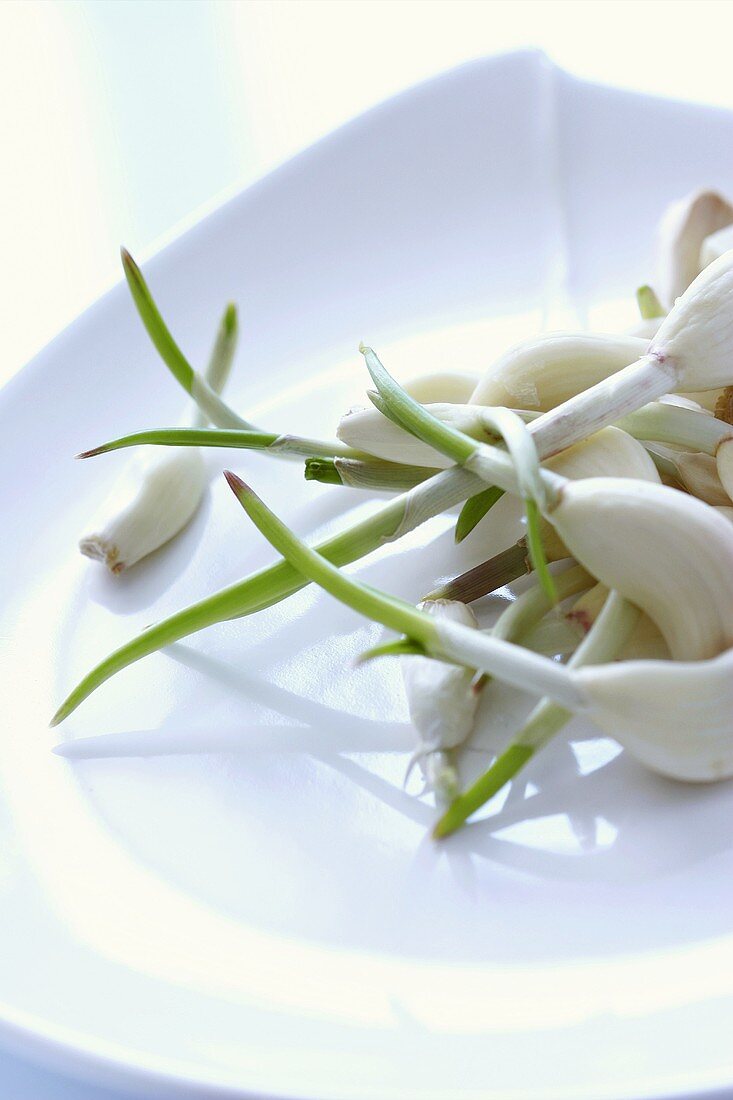 Cloves of garlic with fresh shoots