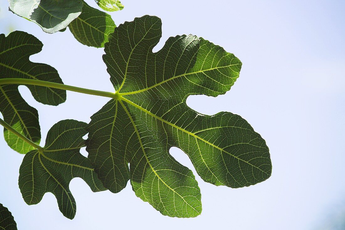 Several fig leaves
