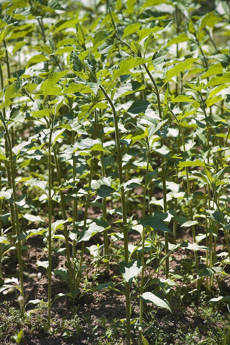 Jerusalem artichoke plants in the field