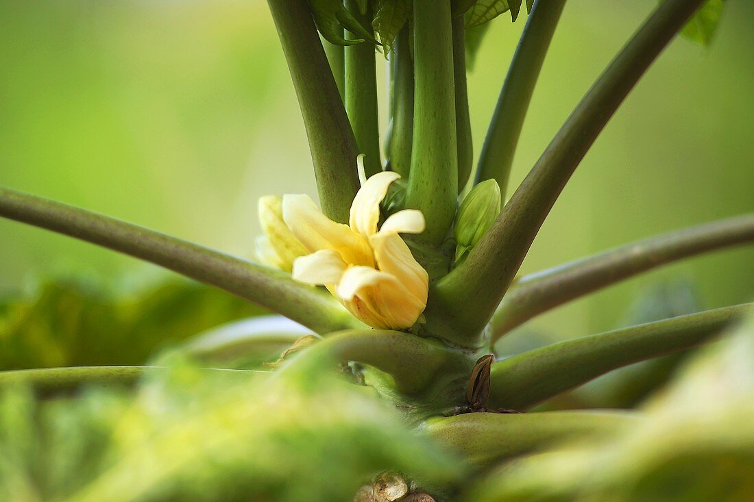 Papayablüte an der Pflanze