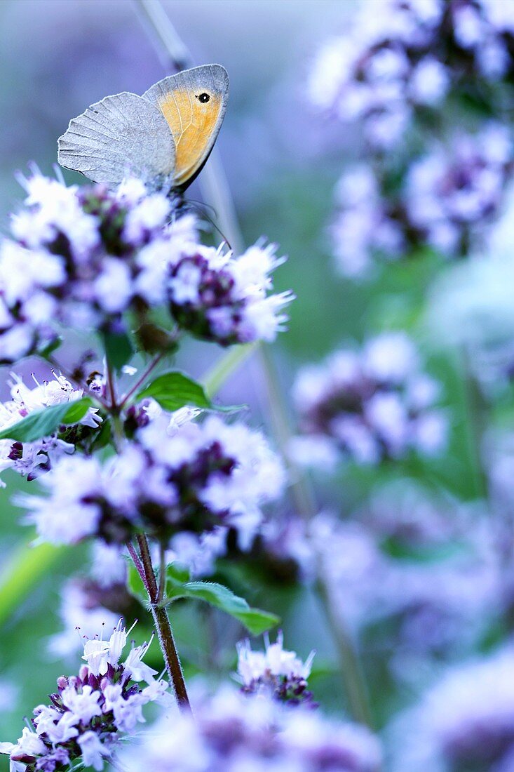 Blühendes Bohnenkraut mit Schmetterling