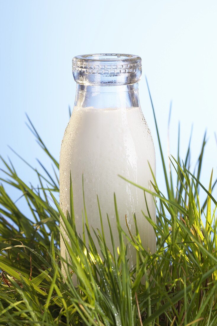 A bottle of milk in grass
