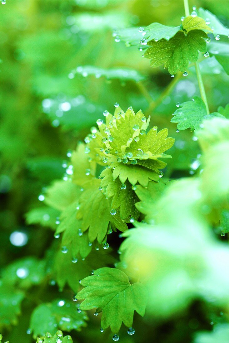 Salad burnet with drops of water