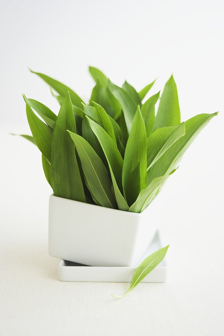 Fresh ramsons (wild garlic) leaves in a small bowl