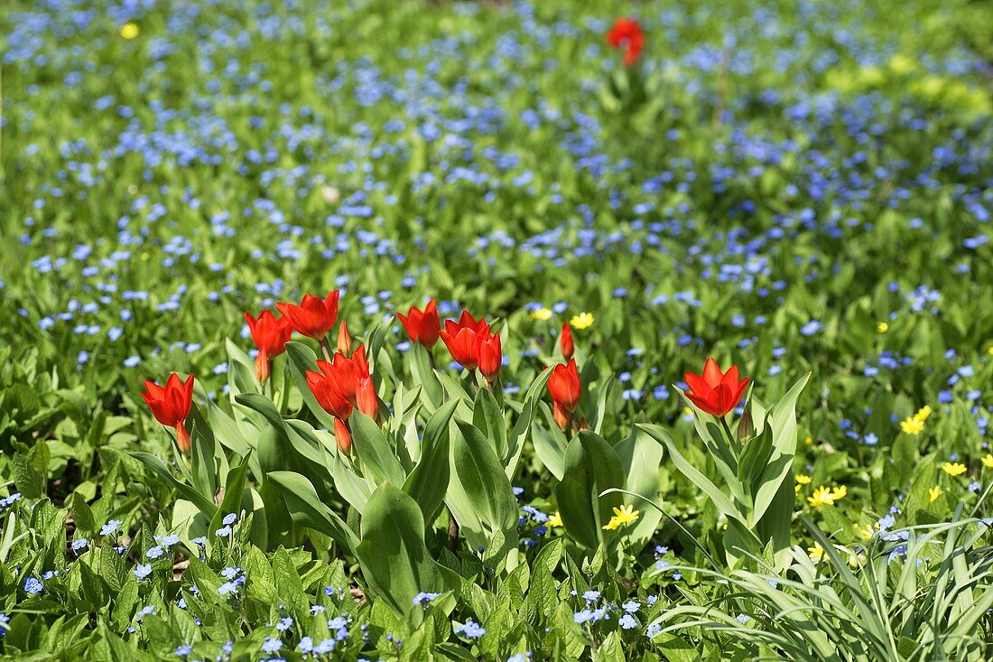 Red tulips in a flowery meadow