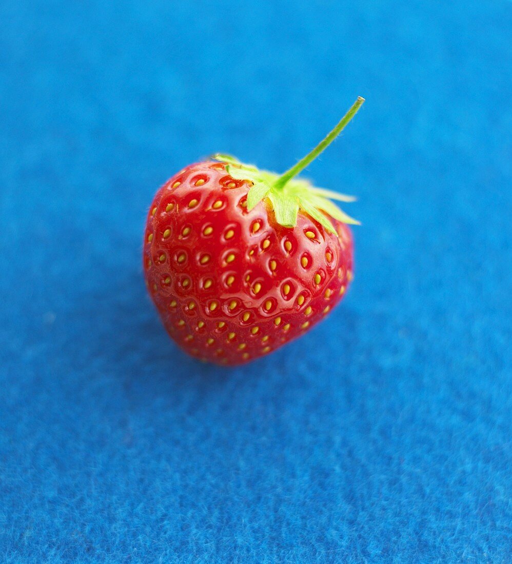 A strawberry on blue background