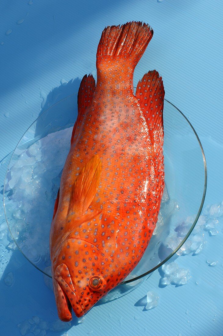 Strawberry Grouper