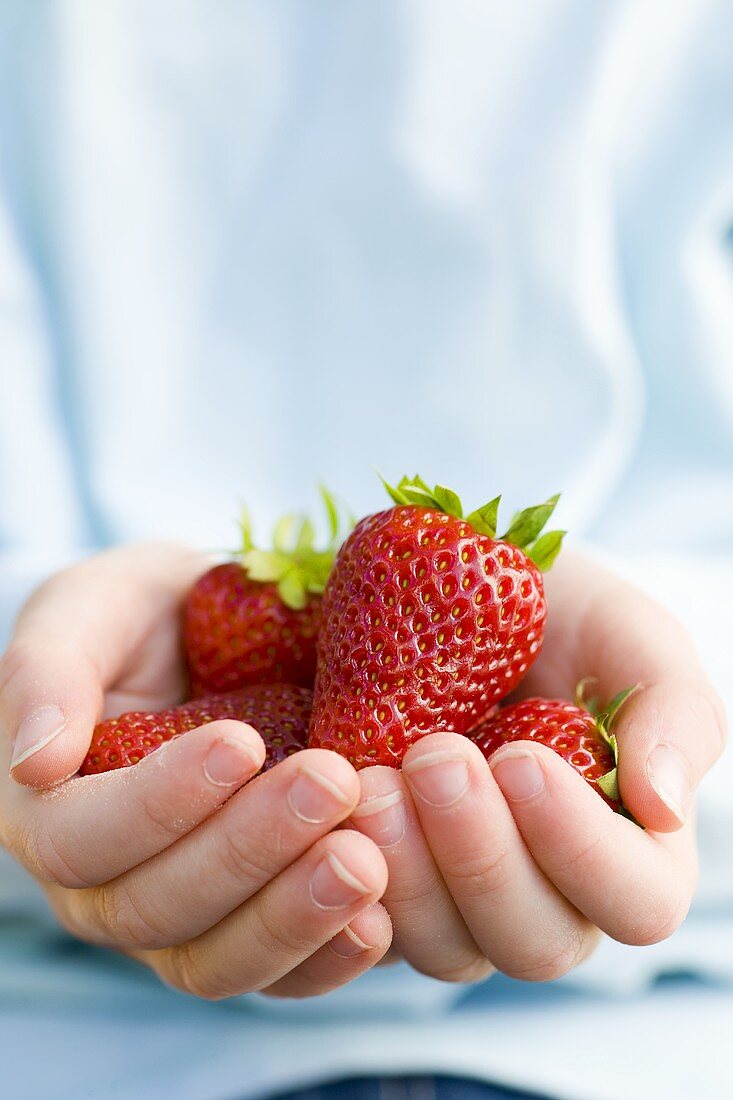 Two hands holding fresh strawberries