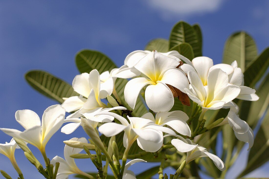 Frangipani flower (also known as Temple Tree and Pagoda Tree)