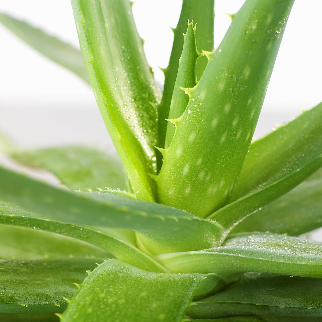 Aloe vera plant (close-up)