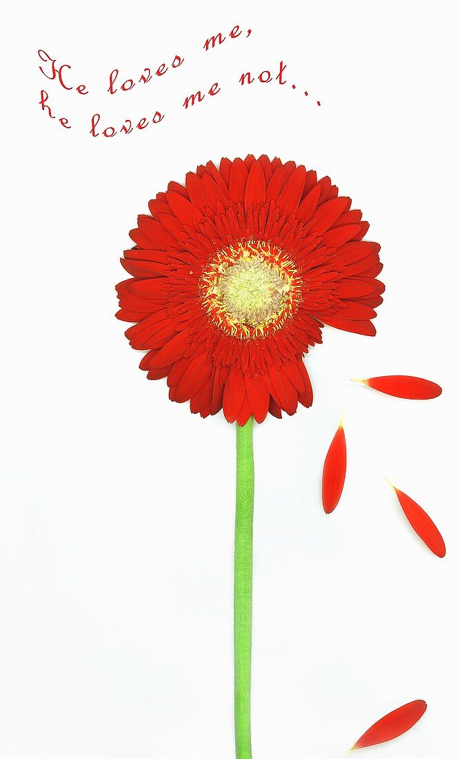 Grußkarte mit roter Gerbera