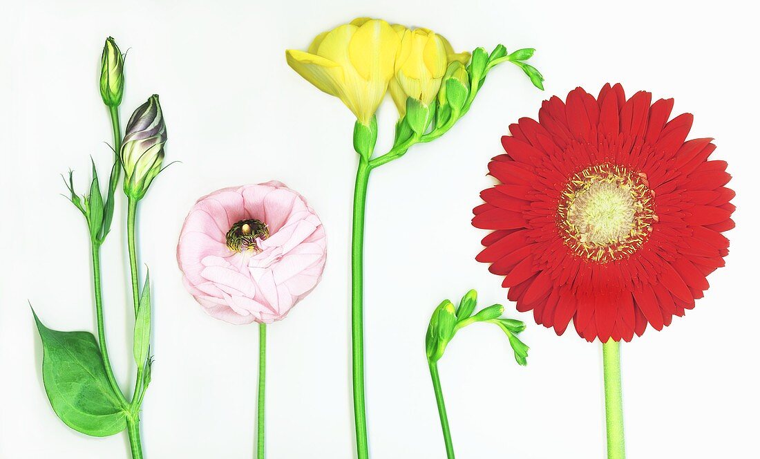 Various flowers with white background