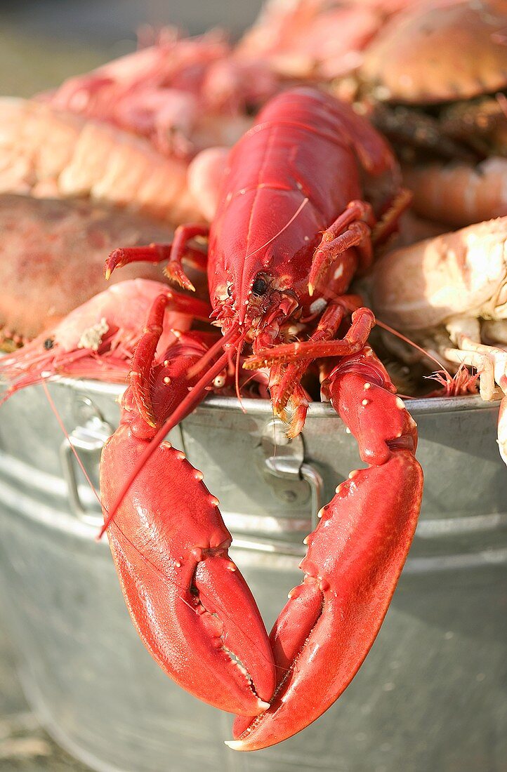 A lobster and other crustaceans in a bucket