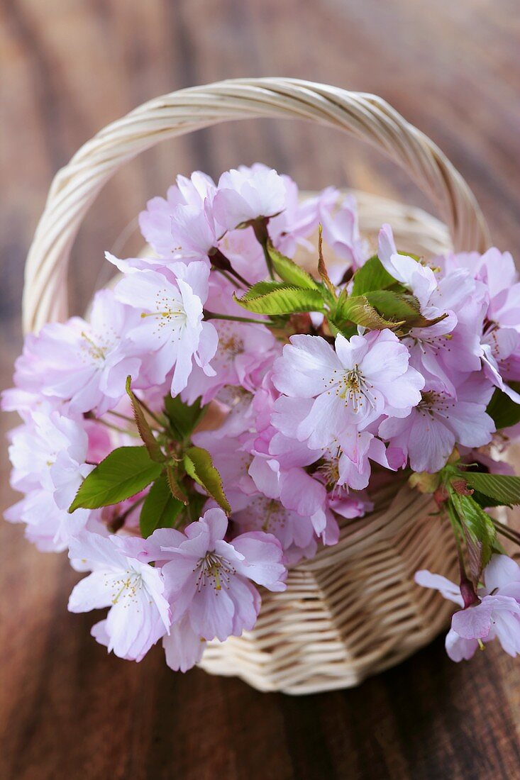 Cherry blossom in small basket