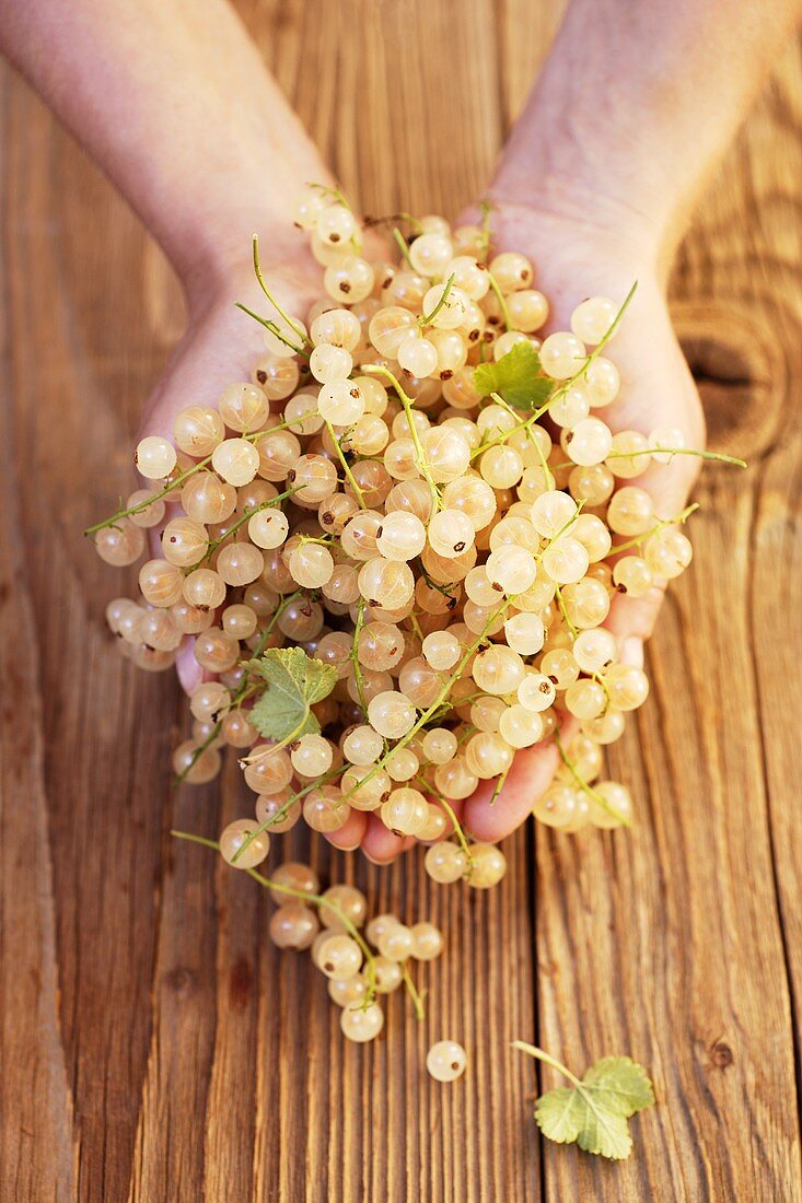 Two hands holding white currants