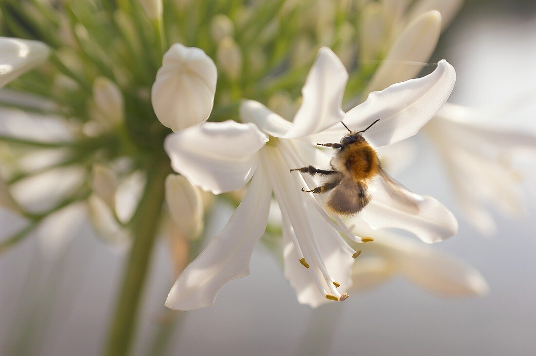 A white African lily with a bumble-bee