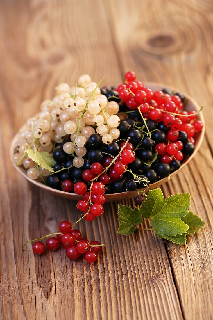 Schwarze, rote und weiße Johannisbeeren in einem Schälchen