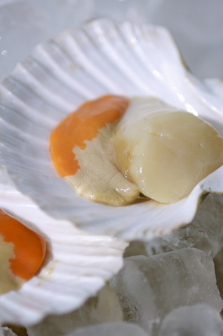 An opened scallop
